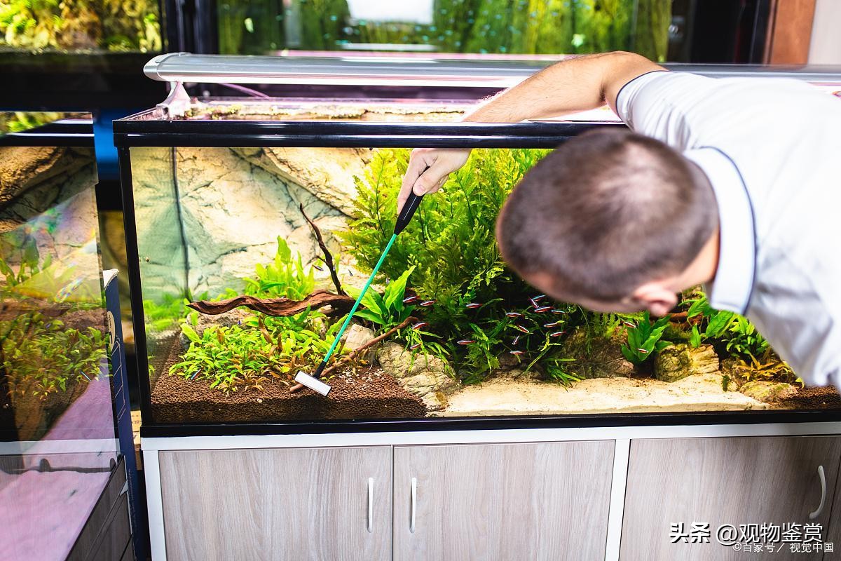 乌龟缸有味道是正常的吗,乌龟缸有臭味但水看起来又清澈