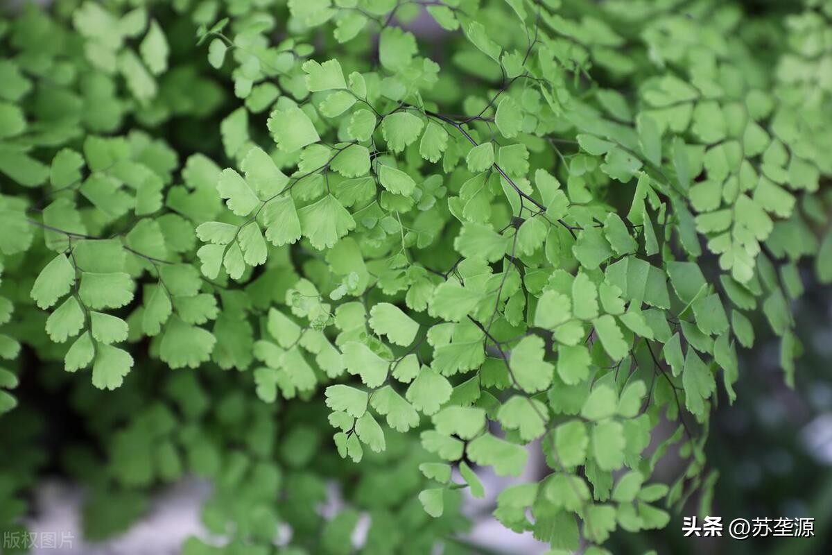 居家宜放什么绿植比较好,居家客厅适合摆放什么绿植