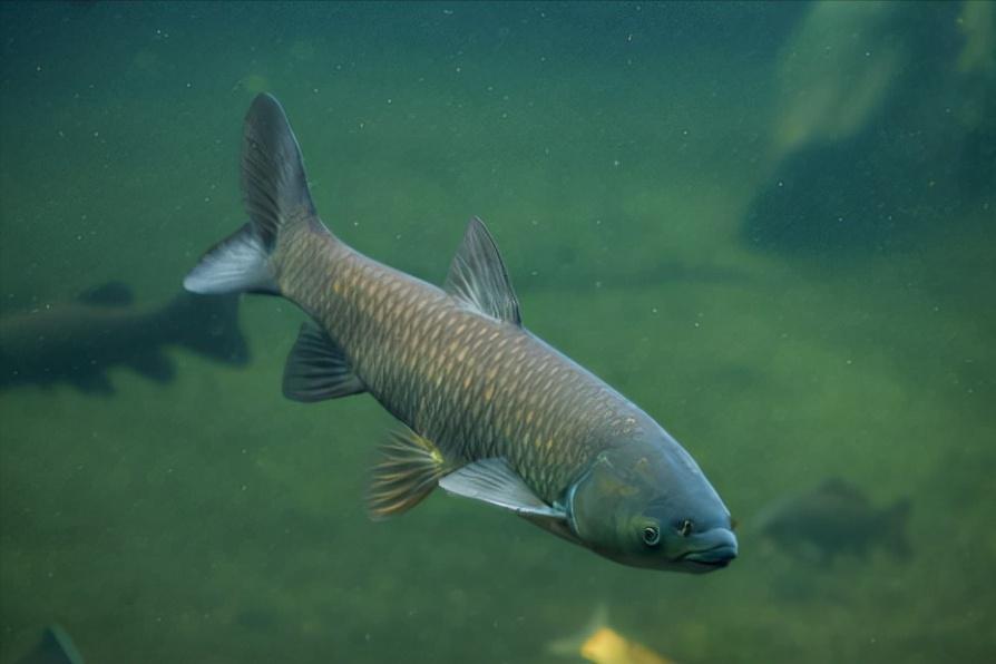 中国最大淡水鱼长江白鲟证实灭绝,长江什么鱼最珍稀中华鲟