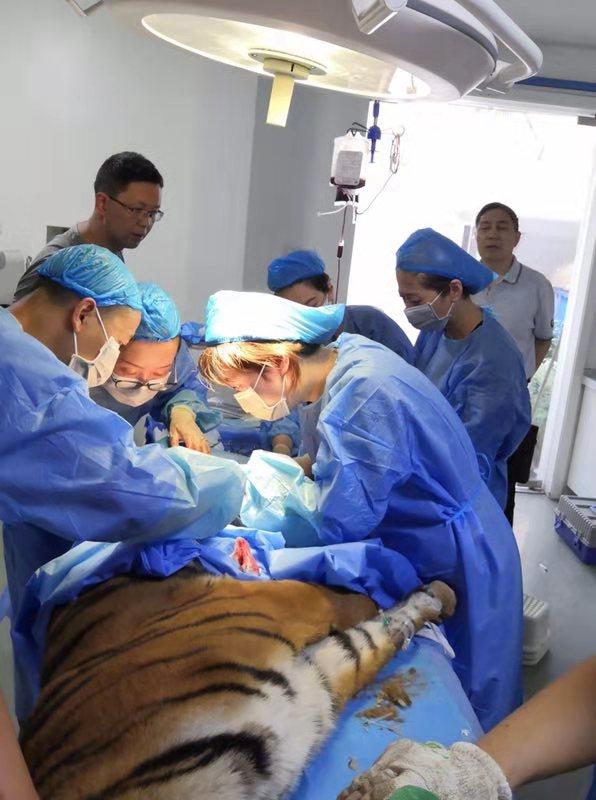 动物园探访,探秘动物的区域活动观察记录