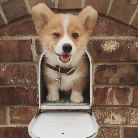 柯基爱生病吗,柯基犬爱生病吗