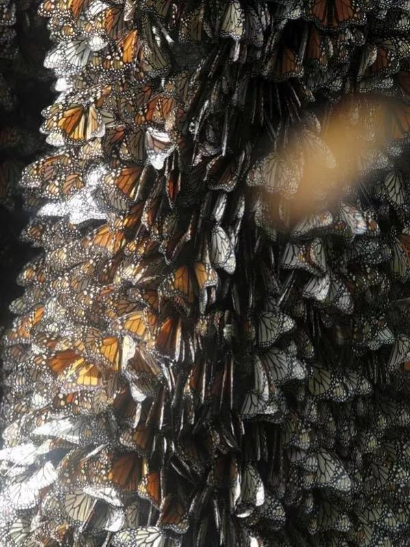 你知道密集恐惧症是什么吗,身体上的密集恐惧症