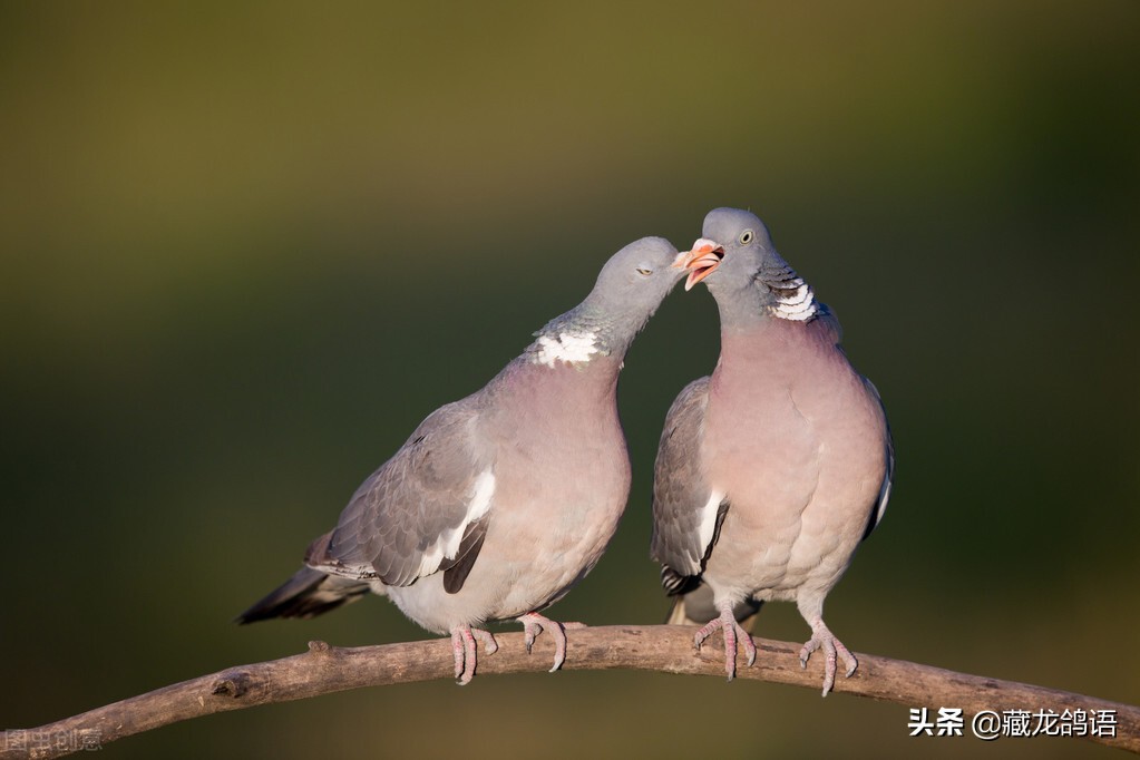鸽舍的日常管理,鸽子搬新鸽舍有什么需要注意的