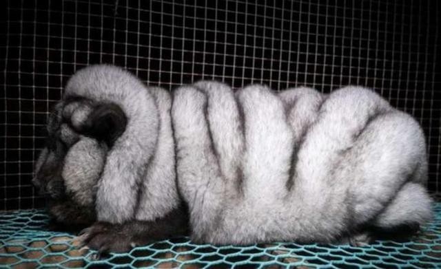 为了获取华丽的皮草，有的北极狐甚至被撑到压断四肢