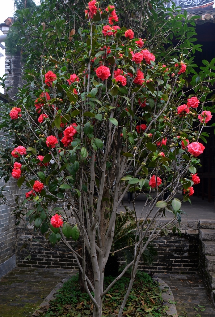 6种年宵花现在买最省钱,年宵花怎么养才旺财
