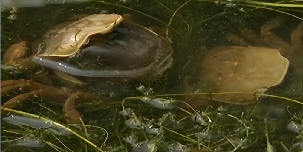 两只螃蟹拍卖出20万，农村大叔养出天价蟹，带动当地年收入20亿