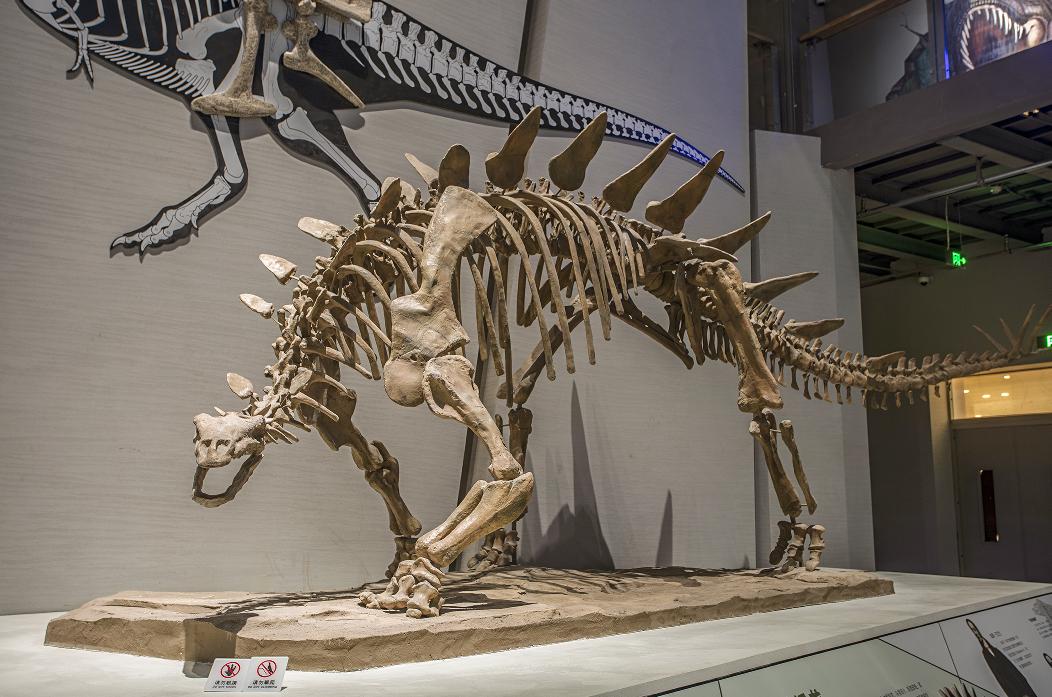 中国十大恐龙图鉴,100种恐龙名字图鉴图文