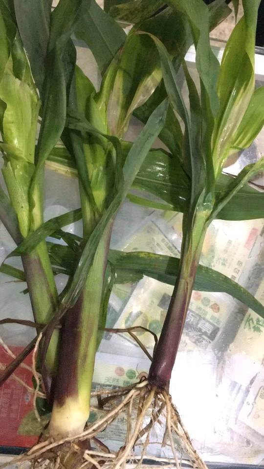 水稻飞蛾用什么药才能消灭,水稻出现飞蛾有必要打农药吗