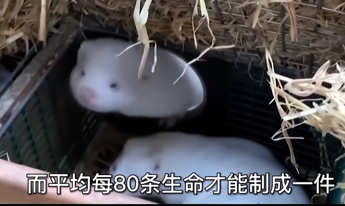 为何穿裘皮的越来越少,为什么人们穿皮草