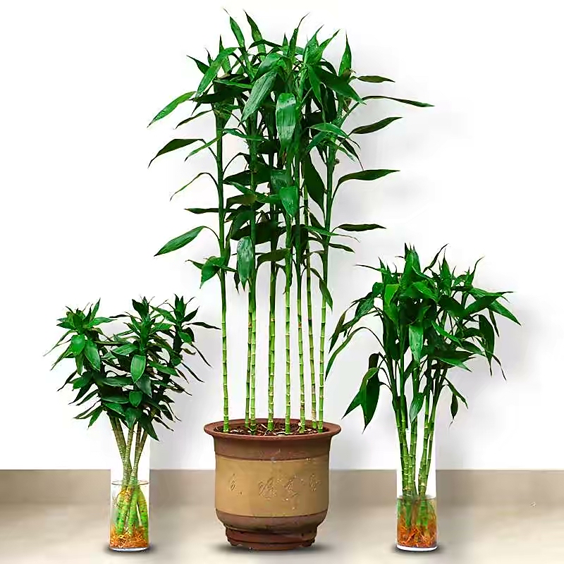 怎么样让水培富贵竹长得茂盛,短粗富贵竹水培方法