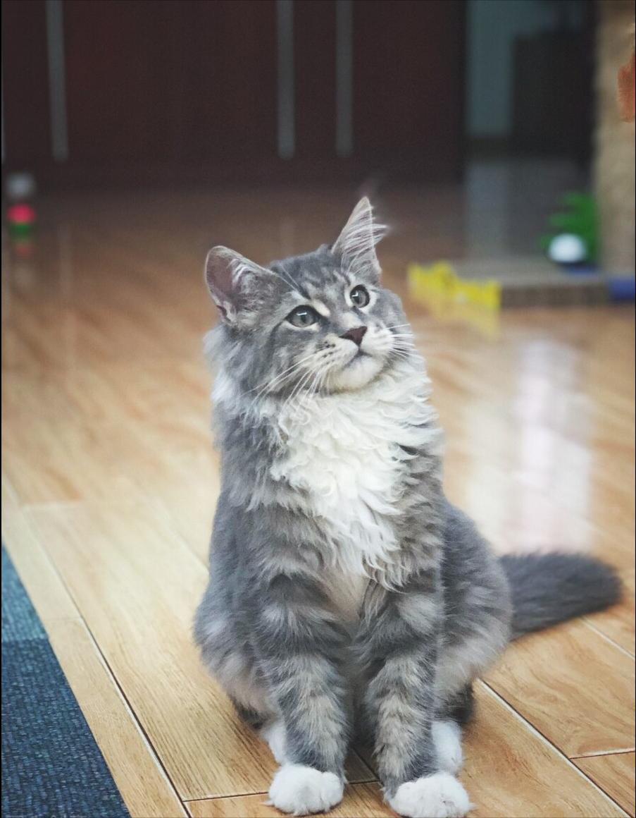 缅因猫为什么不适合新手养,了解缅因猫