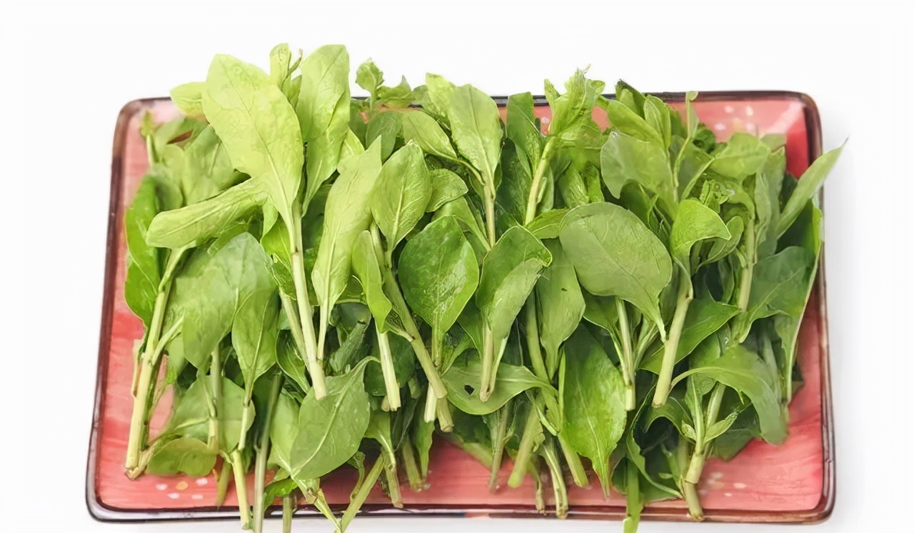 春季美食枸杞芽,每日养生推荐枸杞子