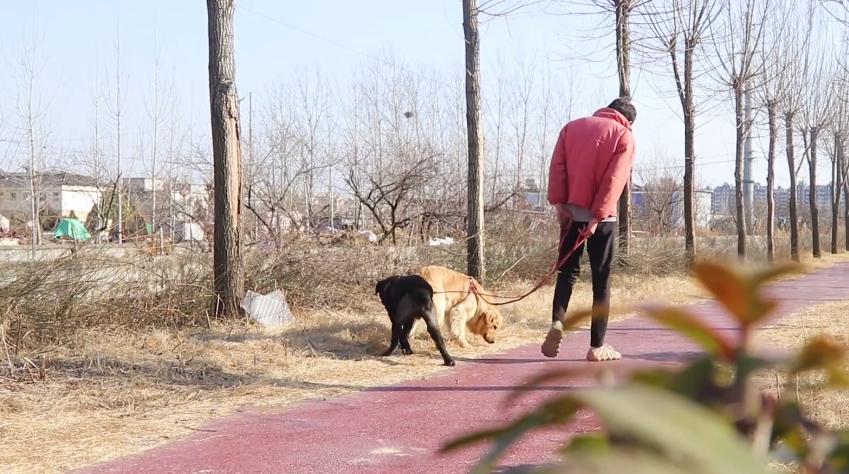 狗狗因车祸失去了一条腿,狗狗惨遭车祸