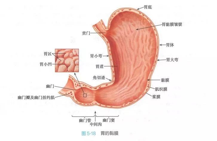 刚出生婴儿喝奶一小时后吐奶,一岁宝宝喝奶吐了晚上睡觉哭闹