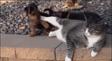 经典沙雕搞笑对话语录,最沙雕的幽默语录