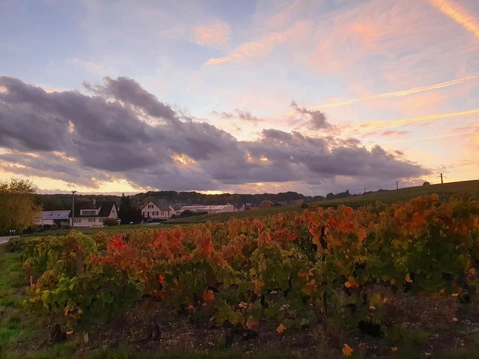 香槟葡萄园旅行,旅游香槟