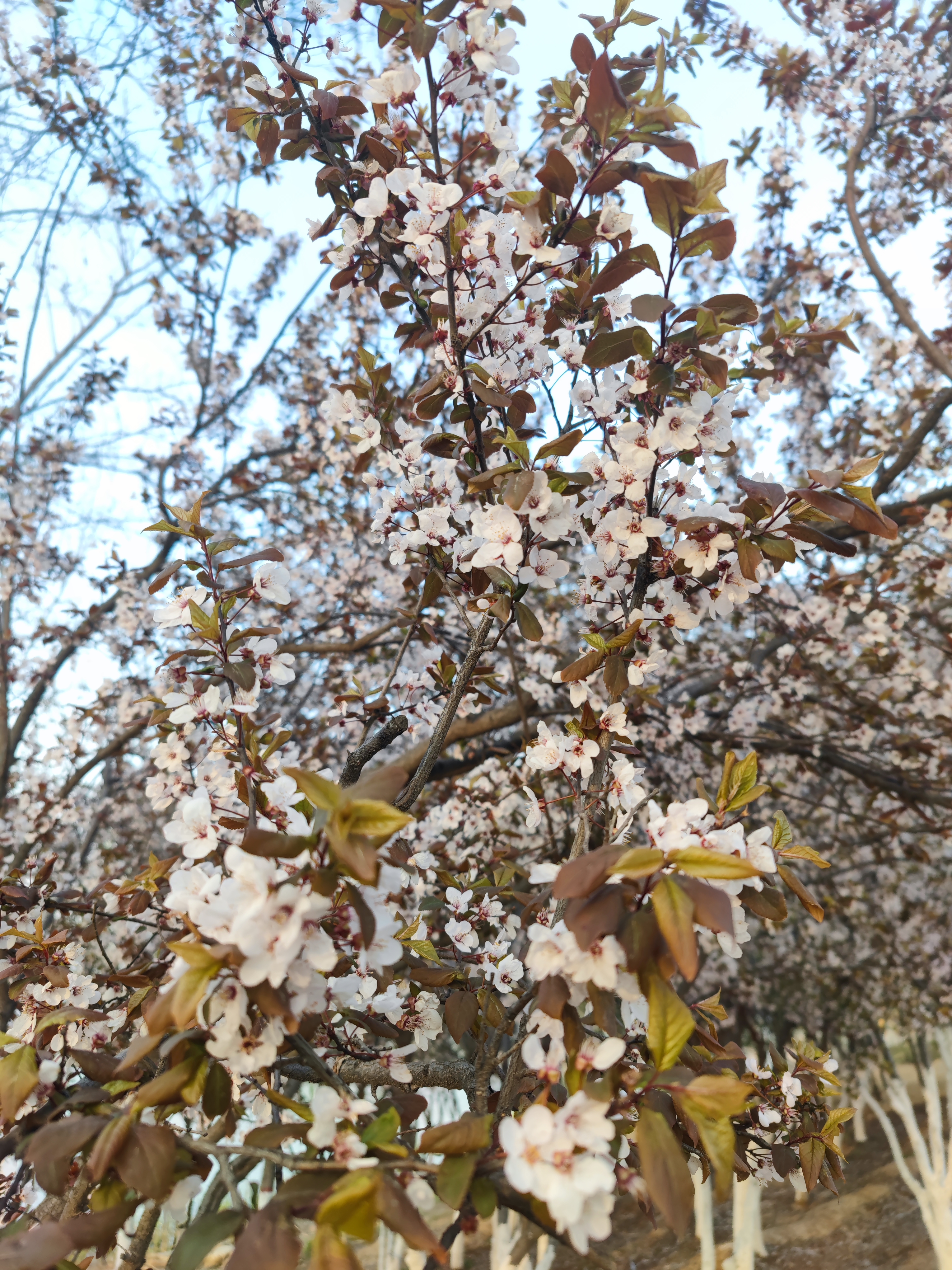 邯郸疫情旅游攻略,疫情当前少去人多的地方