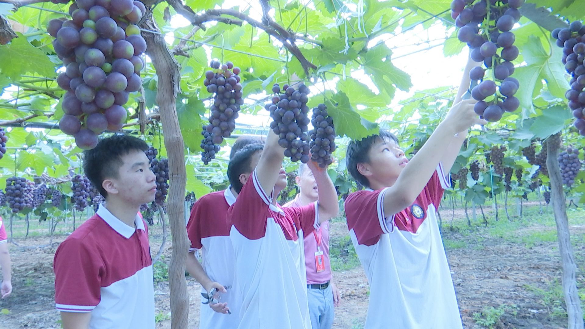 夏日葡萄甜基地实训忙