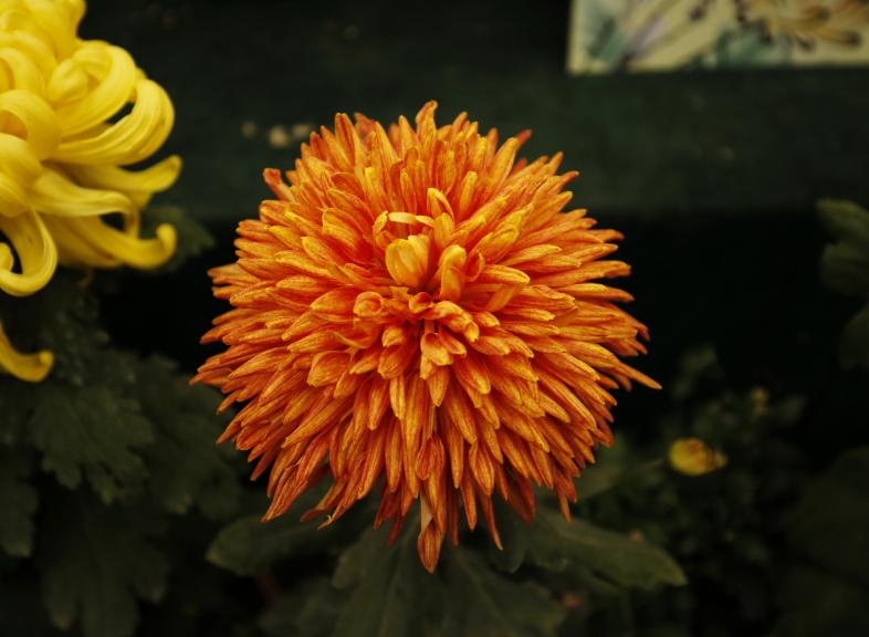 十首赏菊的诗词,赏黄花的诗句