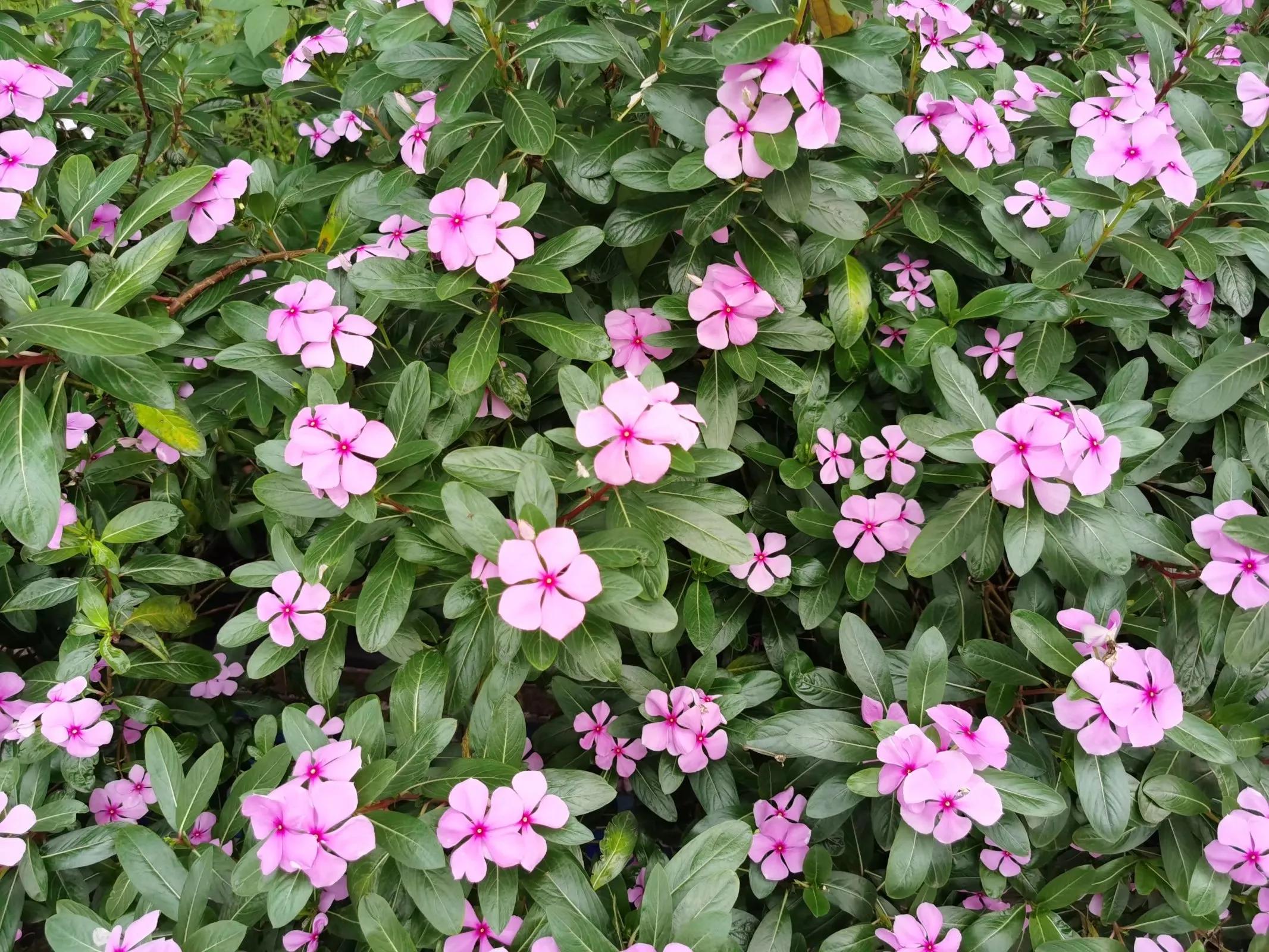 100种迷人的“数字花”,从零到一百万,真是太神奇了