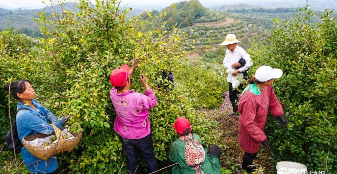 美丽的光山美景,光山县万亩油茶