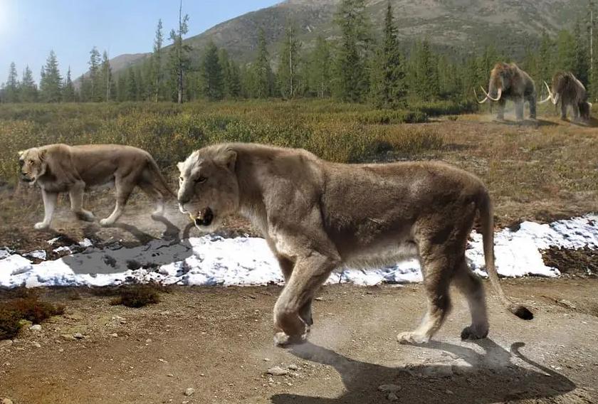 残暴狮世界上最大的猫科动物,狮虎兽世界最大猫科动物
