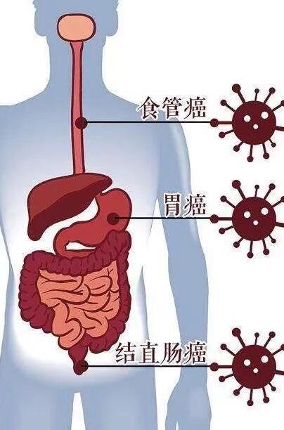 我们从嘴到肛门有多长，从外面看是不到1米，里面呢？