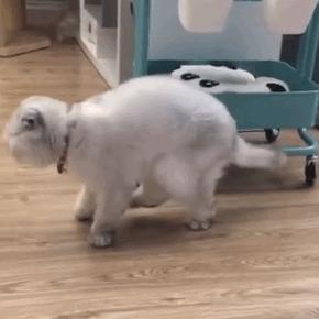 这几种猫最费钱有钱人才养得起,这几种烧钱的猫已被淘汰难养得起