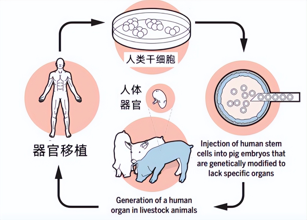 人类真的能杂交吗,人类动物能混血吗