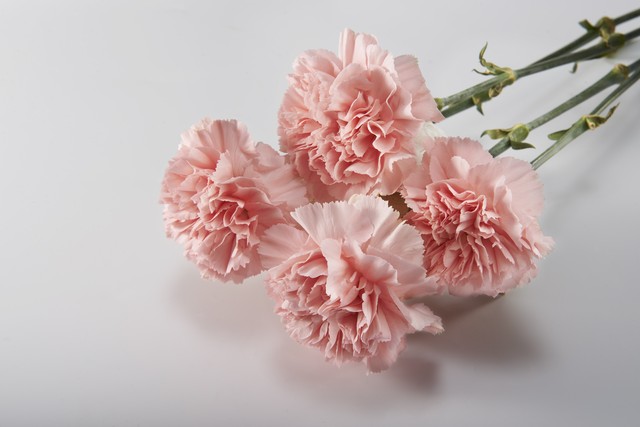 写康乃馨的短文,康乃馨唯美句子