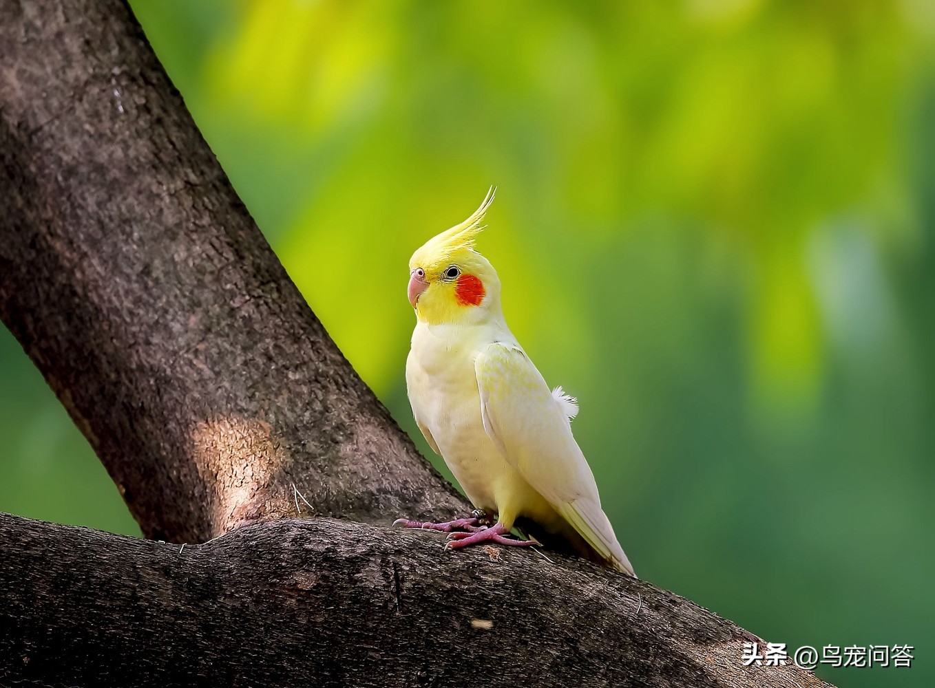 鹦鹉撞出脑震荡什么反应,牡丹鹦鹉脑震荡表现