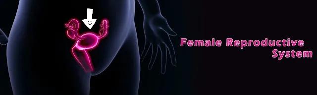 后位子宫快速怀孕的7个诀窍,宫后位怀孕率高吗