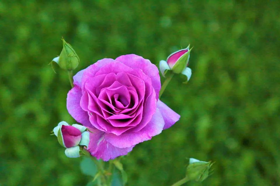 520适合发朋友圈的配图爱情,入目无别人四下皆是你英语