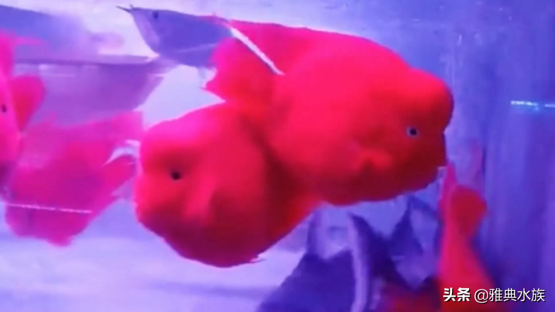 红鹦鹉鱼养太密了会死吗,红鹦鹉鱼为何爆眼