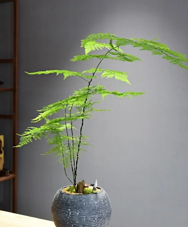 家庭客厅养什么花好看又旺财,客厅最吉祥的三种花