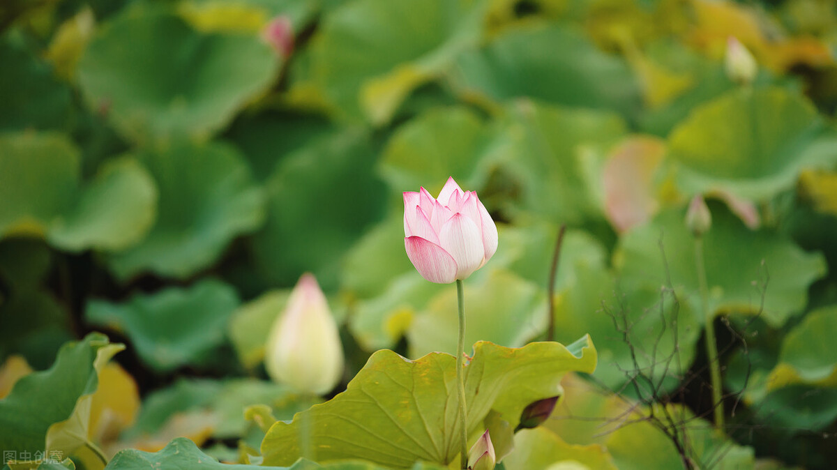 策划师怎么讲解中式婚礼场景,中国式婚礼如何策划