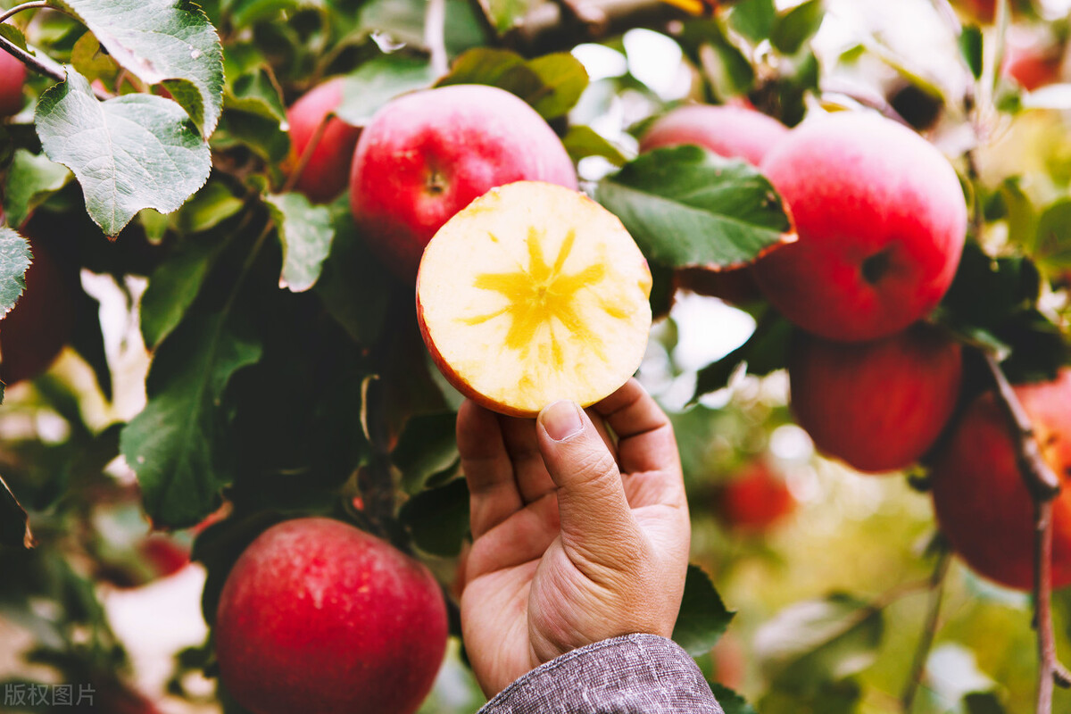全国哪里的苹果最有名？经过评选，这6个产地的苹果比较好吃