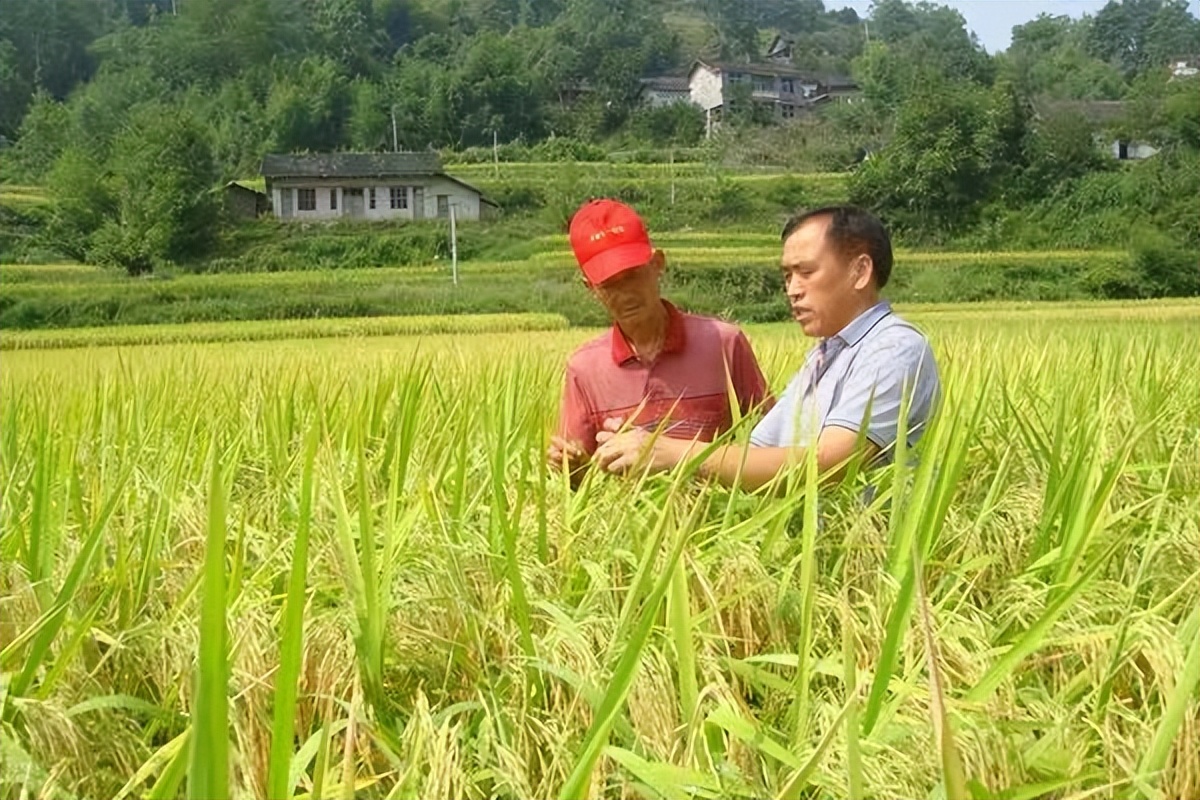 秸秆还田对土地危害大能焚烧吗,秸秆焚烧还田有什么危害