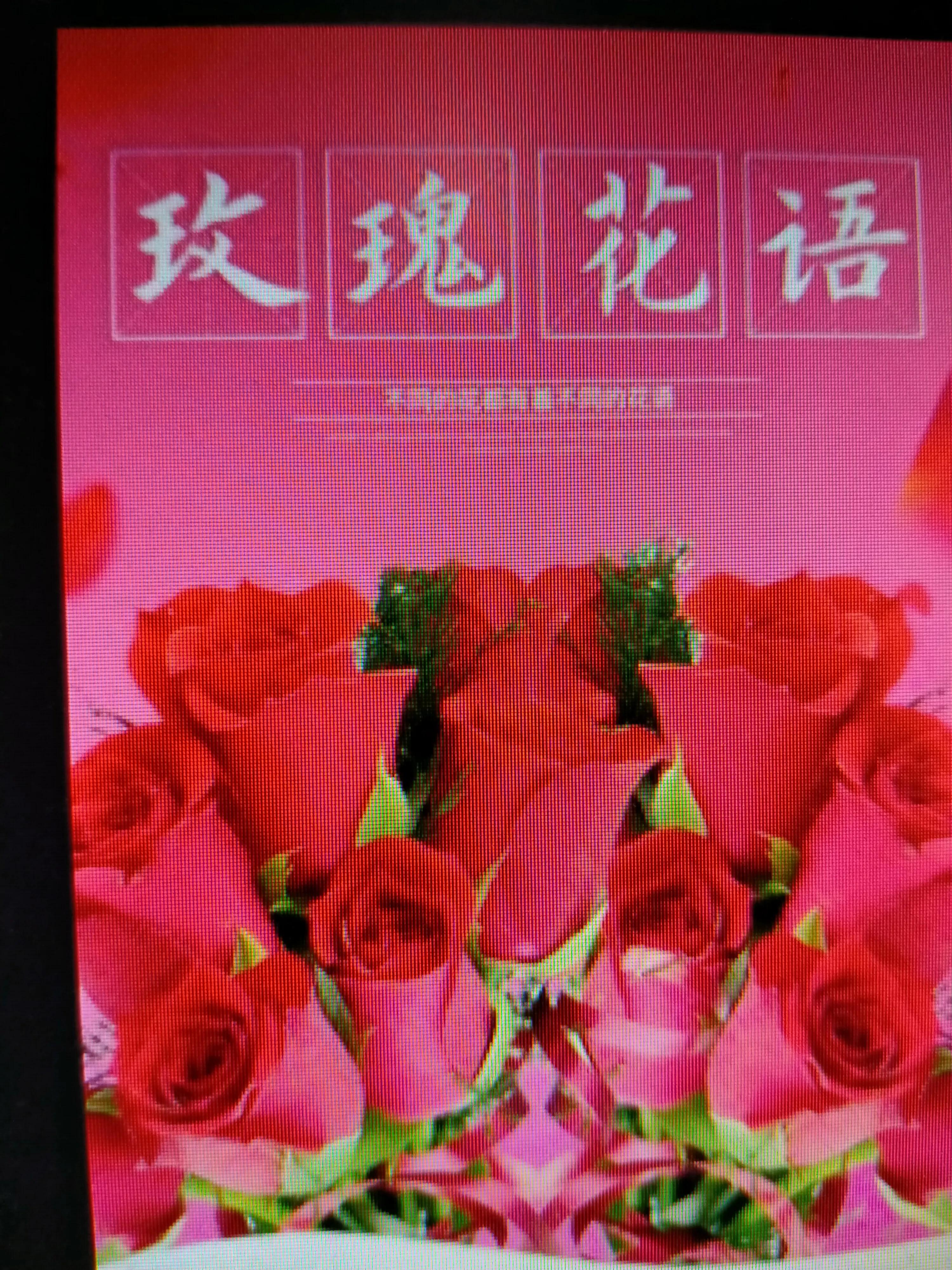 关于红玫瑰的搞笑说说,红玫瑰经典语录短句