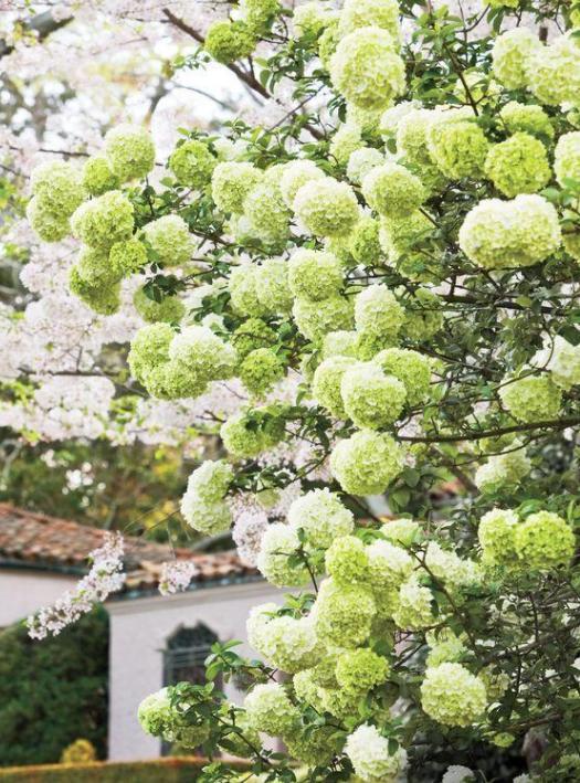 农村自建房庭院门前种什么果树好,东北地区庭院里门前适合种什么树