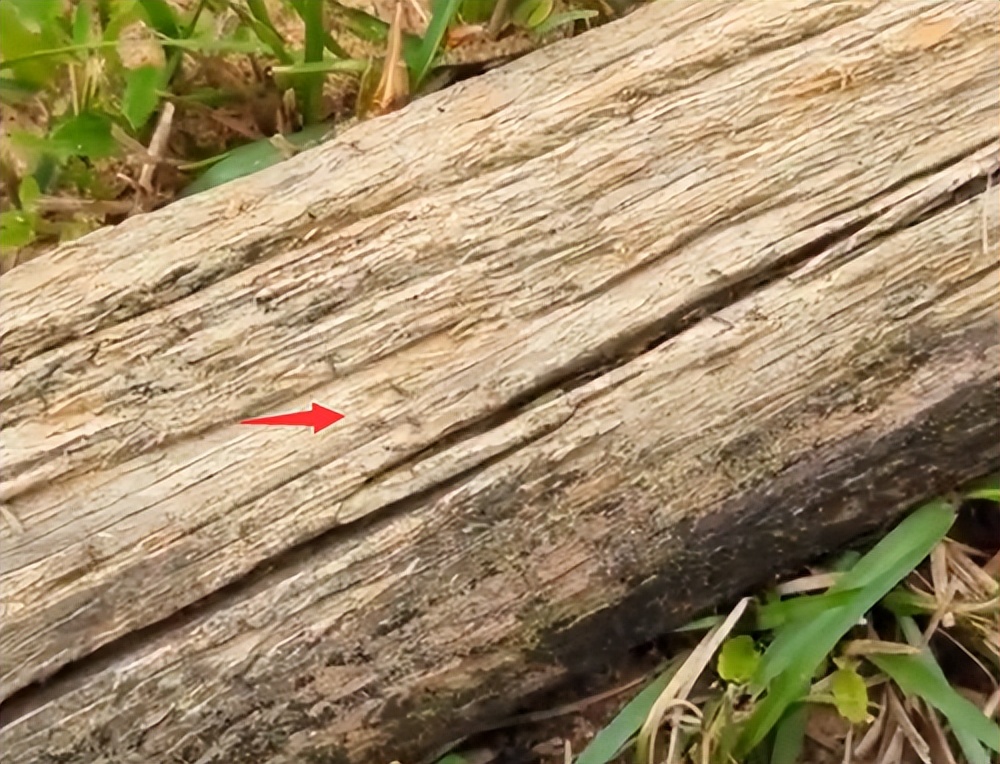 老外用虫子接吻器狂亲蚯蚓，连苍蝇路过都要被嘬两口