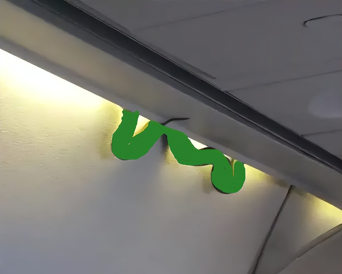 “飞机上怎么会有蛇”?美国一航班发现束带蛇,乘客:蛇咋来的?