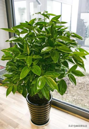 客厅养什么大型绿植最好看又好养,家里养什么绿植最好养又招财客厅