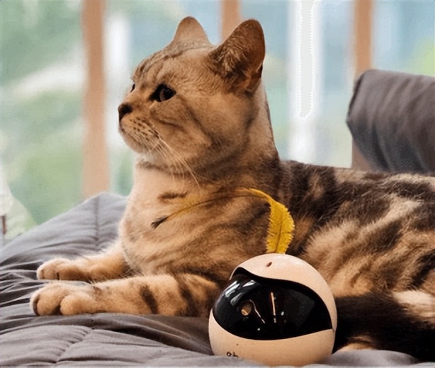 猫咪玩具建议买哪些,猫咪喜欢的小玩具有哪些