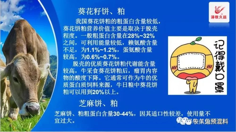 养牛花生饼可以替代豆粕吗,豆粕上涨为何如此疯狂