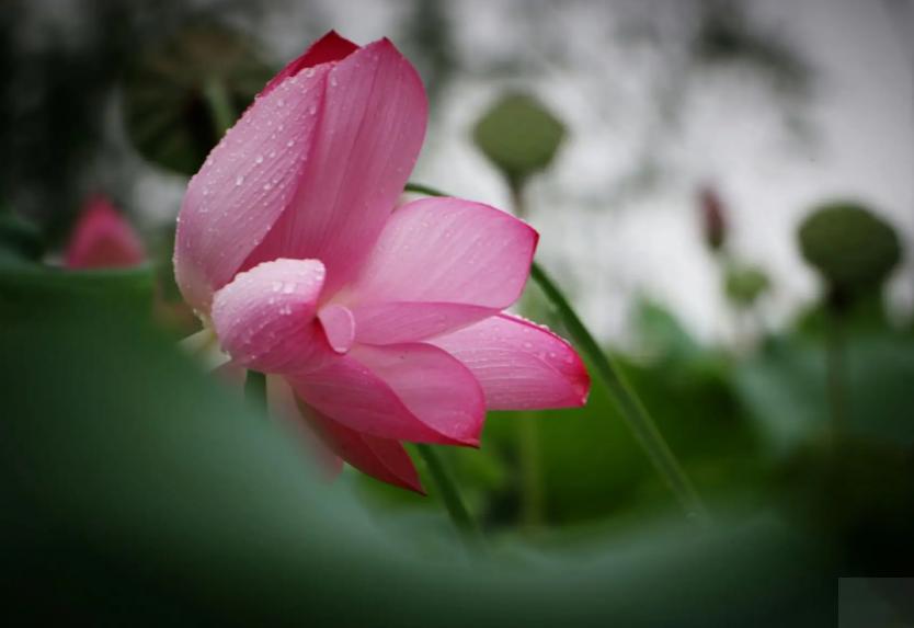 周嗣远|接天碧叶莹如玉，夕照芙蓉万朵花（原创荷之歌25首）