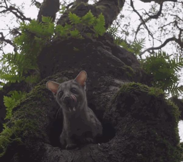 深圳出现“小灵猫”，全身灰黑色斑纹像老鼠，最爱钻进古墓去住？