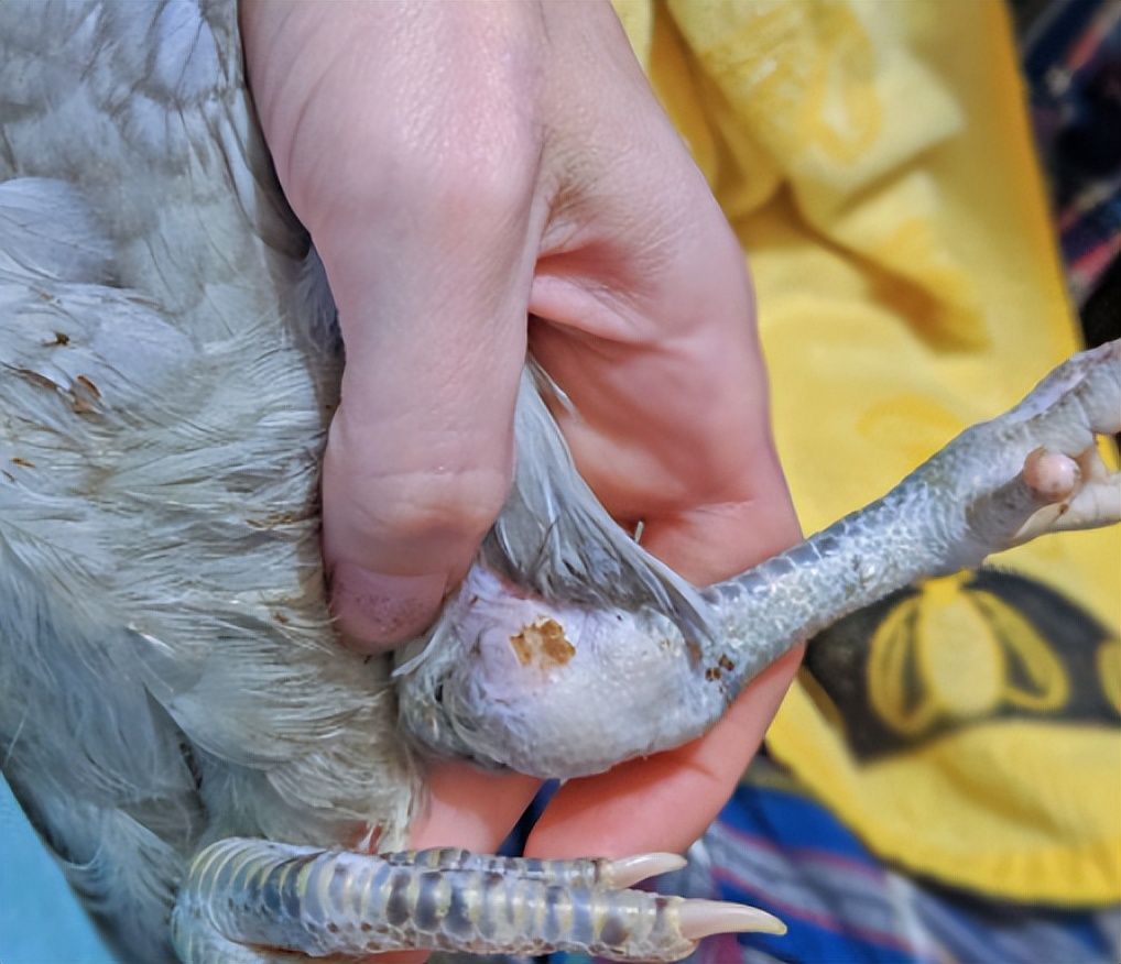 鸡有哪些疾病,鸡有炎症什么表现