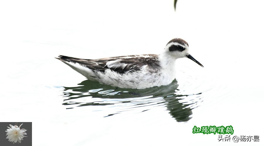 红颈瓣蹼鹬声音,红颈瓣蹼鹬