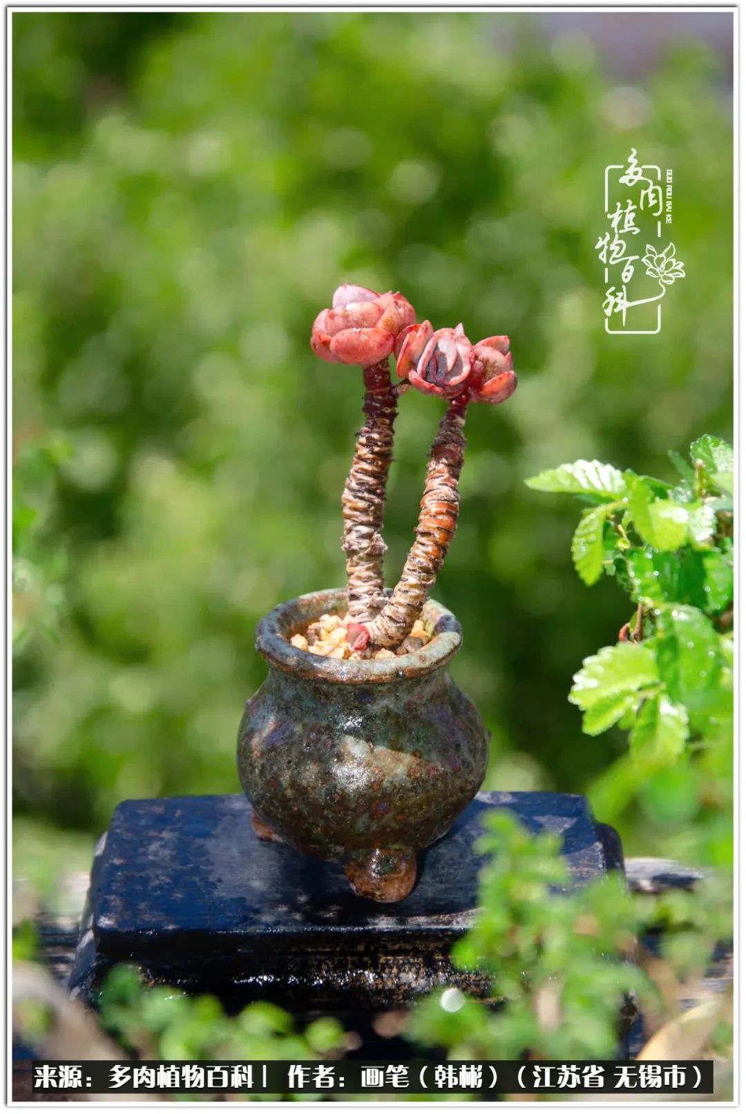 月满西楼别有一番滋味在心头,绿肥红瘦